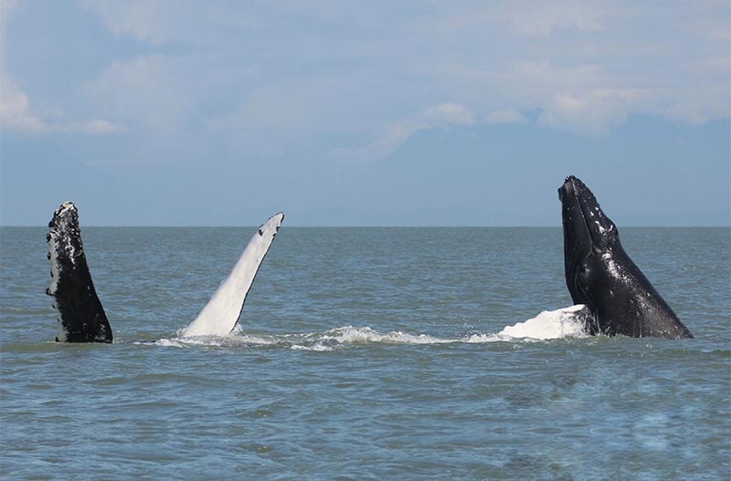 Humpbacks