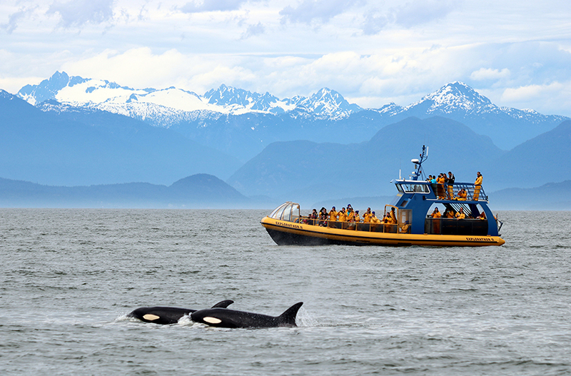 Large Zodiacs