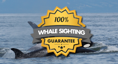 Sighting Guarantee Vancouver Whale Watch, Steveston, BC - Our Whale Sighting Guarantee