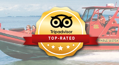 Top-Rated Vancouver Whale Watch, Steveston, BC - Topo-Rated on Trip Advisor